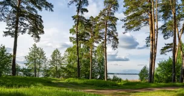 Прекрасний, літній, сосновий пейзаж, освітлений променями сонця, проміжок часу, гіперпереключення — стокове відео