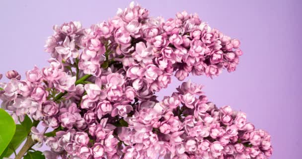 Lilac blommor gäng bakgrund. Vacker öppning violett Lilac blomma påsk design närbild. Skönhet doftande små blommor öppna närbild. Naturen blommande blommor bakgrund. Tidsfrist 4K-video — Stockvideo