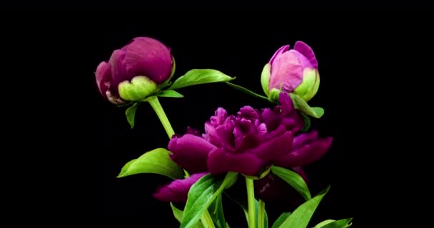 Хромосовий букет рожевого гороху розквітає на чорному тлі. Квіти пампушок відкриваються, крупніше. Весільний фон, День святого Валентина. 4K відео. — стокове відео