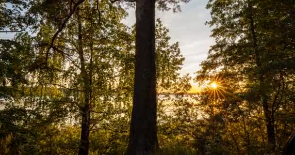 Gröna skogen. Pine Trees älvskog. Träd mönster. Kamerarörelse inne i skogen. Underbar grön fjällskog på sommaren — Stockvideo