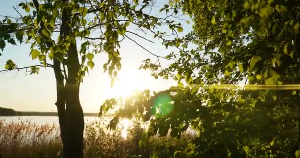 Floresta Verde. Pôr do sol sobre o lago. Floresta verde maravilhosa no verão. Movimento da câmera à esquerda, lapso de tempo 4k . — Vídeo de Stock