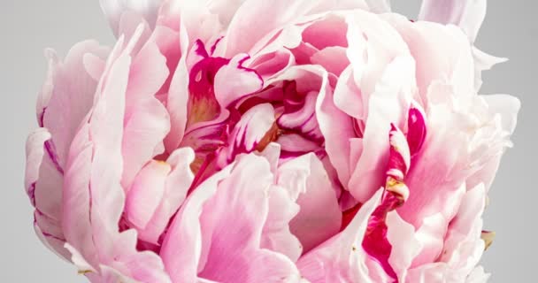 Piękny różowy Peony tle. Kwitnący kwiat piwonii otwarty, upływ czasu, zbliżenie. Ślubne tło, koncepcja Walentynek. Wideo 4K UHD timelapse — Wideo stockowe