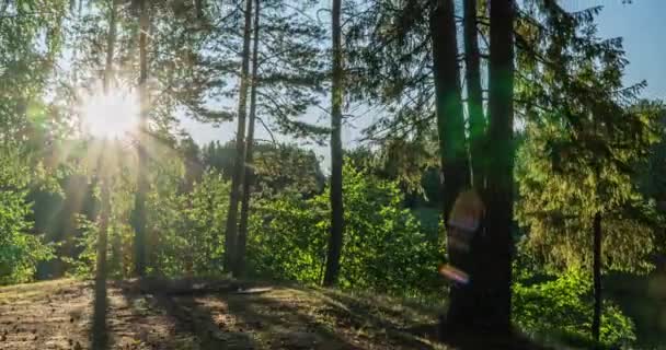 緑の森。松の木妖精の森。木のパターン。森の中のカメラの動き。夏の素晴らしい緑の森。湖の上の日没。右へのカメラの動き,時間経過4k. — ストック動画