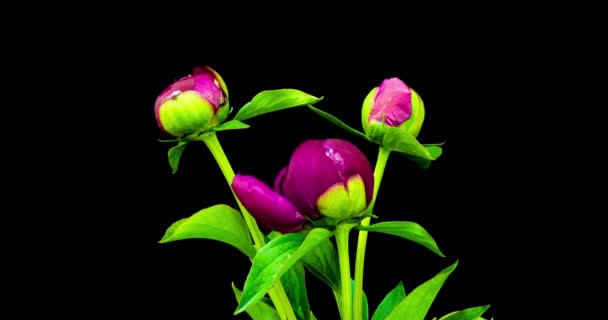 Timelapse boeket van roze pioenen bloeien op zwarte achtergrond. Bloeiende pioenrozen bloemen open, close-up. Bruiloft achtergrond, Valentijnsdag. 4K UHD-video. — Stockvideo