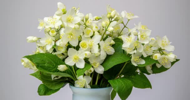 Buquê de um belo arbusto de árvore durante a floração de jasmim no fundo branco. Tempo volta flor branca. Filmagem filmada em 4k com luz natural do dia — Vídeo de Stock