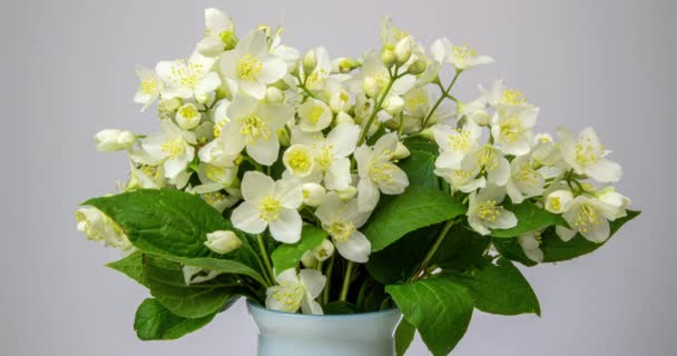 Bukett av en vacker trädbuske under blomningen av jasmin på vit bakgrund. Tiden rinner vit blomma. Fotografering i 4k med naturligt dagsljus — Stockvideo