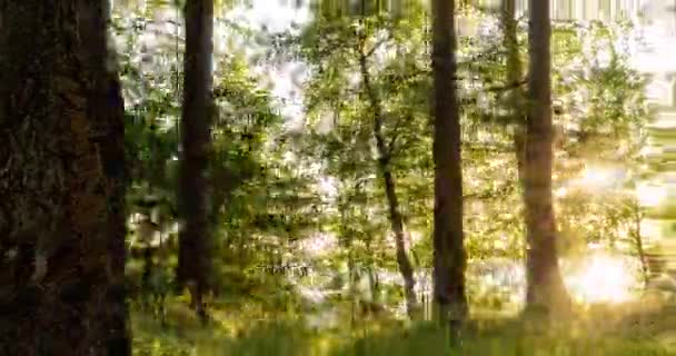 Bosque Verde. Bosque de Hadas de Pinos. Patrón de árboles. Movimiento de cámara dentro del bosque. Maravilloso bosque de montaña verde en verano — Vídeos de Stock