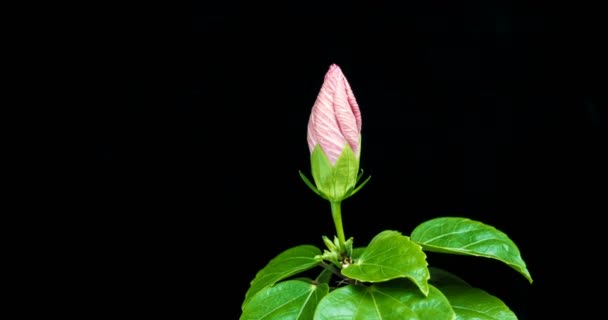 Timelapse del fiore di ibisco che fiorisce su uno sfondo nero — Video Stock