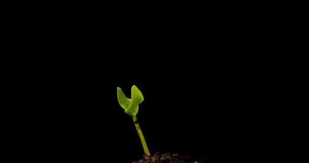 Pěstování zelené okurky čas vypršel. Včasné pěstování semen, Closeup příroda zemědělství střílet. Rostlinný výhonek ze země. — Stock video