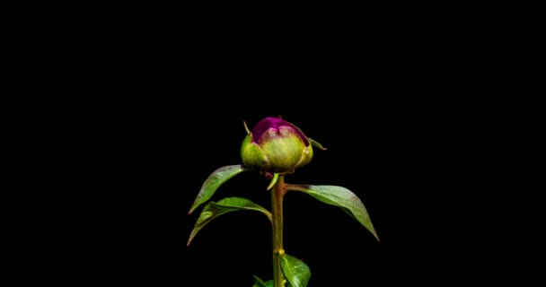 Timelapse de flor de peonía rosa floreciendo sobre fondo negro. Flor de peonía en flor abierta, de cerca. Fondo de la boda, día de San Valentín. Macro rodaje del centro de la peonía estambre, dos vídeos — Vídeo de stock