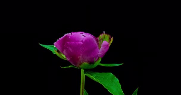 Timelapse de flor de peônia rosa florescendo em fundo preto. Flor de peônia florescente aberta, lapso de tempo, close-up. Cenário de casamento, conceito do Dia dos Namorados. 4K UHD vídeo timelapse — Vídeo de Stock