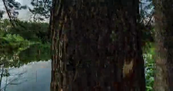 Floresta Verde. Pinheiros. Movimento da câmara dentro da floresta. Maravilhosa floresta verde sobre o lago no verão. Movimento da câmera à direita, lapso de tempo 4k. Hiperlapso. — Vídeo de Stock