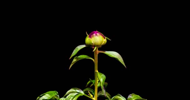 Timelapse de fleur de pivoine rose fleurissant sur fond noir. Fleur de pivoine épanouie ouverte, gros plan. Fond de mariage, Saint Valentin. Macro plan du centre de la pivoine étamine, deux vidéos — Video
