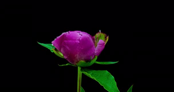 黒地にピンク色の牡丹の花を咲かせます。牡丹の花を開いて、時間の経過、クローズアップを咲かせます。結婚式の背景、バレンタインデーのコンセプト。4K UHDビデオのタイムラプス — ストック動画