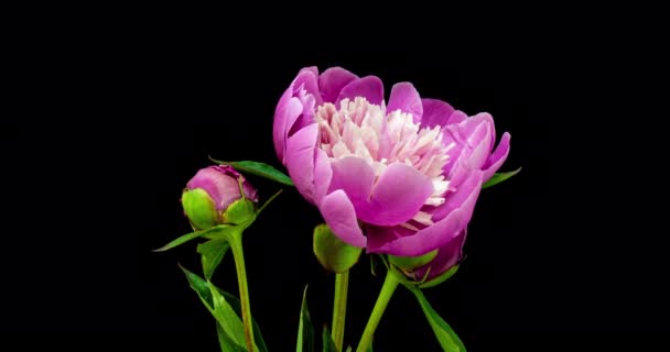 Timelapse csokor rózsaszín bazsarózsa virágzik a fekete háttér. Virágzó bazsarózsa virágok nyílnak, közelről. Esküvői háttér, Valentin nap. 4K UHD videó. — Stock videók