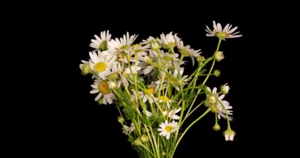 Timelapse de margaritas blancas floreciendo sobre fondo negro. con canal alfa. 4K — Vídeos de Stock