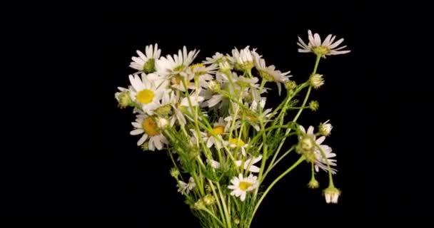 Timelapse de margaridas brancas florescendo em fundo preto. com canal alfa. 4K — Vídeo de Stock