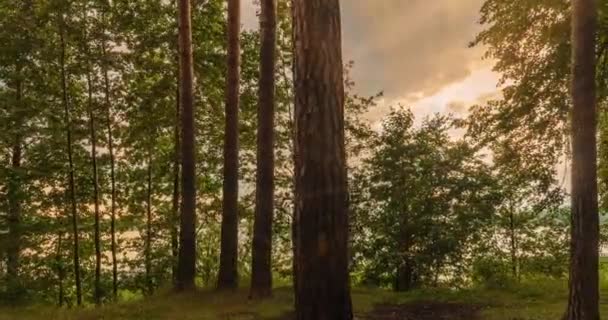 Floresta Verde. Pinheiros. Floresta das fadas. Movimento da câmara dentro da floresta. Floresta verde maravilhosa no verão, lapso de tempo 4k. Hiperlapso.Os raios de sóis brilham pelas árvores . — Vídeo de Stock