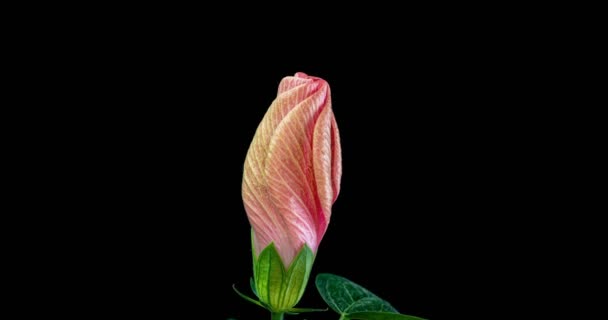 Slow motion, roze hibiscus bloem bloesems op zwarte achtergrond, Chinese roos, twee video 's, macro — Stockvideo
