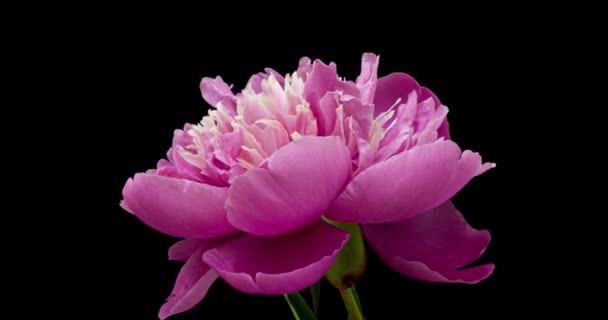 Rózsaszín bazsarózsa virág virágzik a fekete háttér. Virágzó bazsarózsa nyitva, közelről. Esküvői háttér, Valentin nap. Bazsarózsa állóképesség mozgása, alfa csatorna. — Stock videók