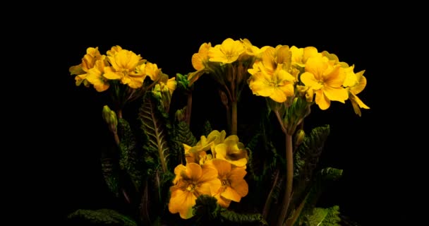 노란 꽃이 검은 배경에 피고, 시간이 경과하고 , 4k — 비디오