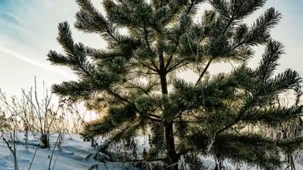 El lapso de tiempo de un hermoso paisaje de invierno, un pino joven sobre un fondo de un hermoso cielo de invierno — Vídeo de stock