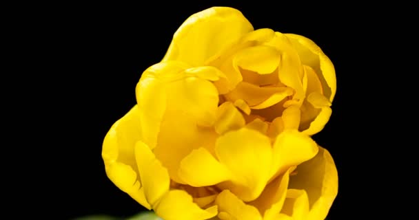 Gele tulp opening tijd vervallen op zwarte achtergrond, alfa kanaal. Macro schieten. op zwarte achtergrond, Lente in Europa, Gelukkige Moederdag, Valentijnsdag, Pasen, 4k. — Stockvideo