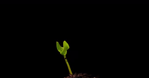 Растущий зеленый огурец растение время истекает. Сроки выращивания семян, природа, культура. Прорастание овощей из земли. — стоковое видео