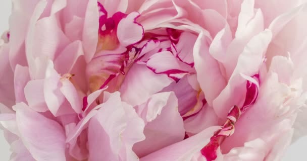 Peônia rosa florescente em um fundo branco, lapso de tempo, close-up . — Vídeo de Stock