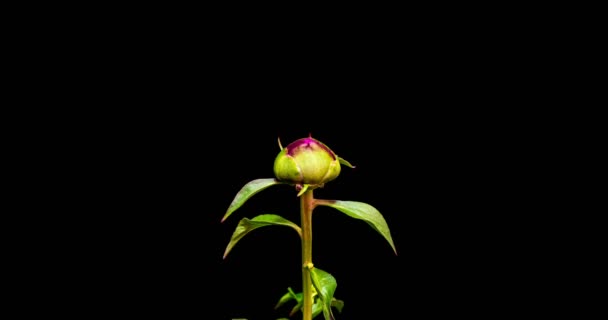 Timelapse de flor de peonía rosa floreciendo sobre fondo negro. Flor de peonía en flor abierta, de cerca. Fondo de la boda, día de San Valentín. 4K UHD video, macro toma del centro de la peonía estambre — Vídeo de stock