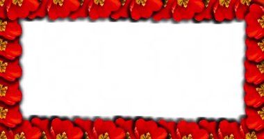 Fotokopi veya metin için dikdörtgen fotoğraf çerçevesi. Çerçeve boyunca uzanan pembe lalenin çiçek açması ile birlikte.