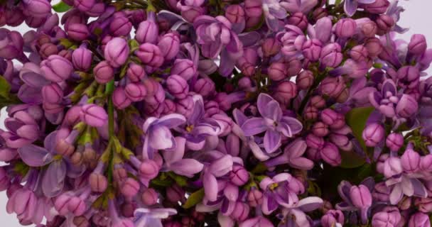 Flores de lilás fundo grupo. Bela abertura violeta Lilás flor design de Páscoa closeup. Beleza perfumadas flores minúsculas abrir closeup. Natureza florescendo flores pano de fundo. Tempo de lapso 4K vídeo — Vídeo de Stock