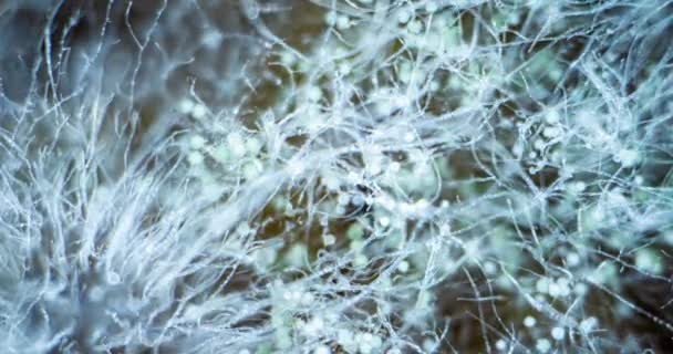 霉菌Zygomycota在面包、超级宏观拍摄、生命起源概念、科学和教育内容4k上的生长滞后 — 图库视频影像