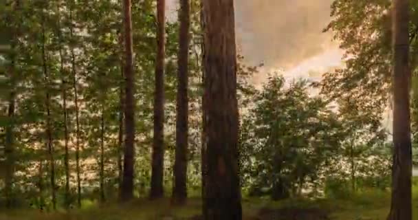 Green Forest. Pine Trees. Fairy Forest. Camera movement inside the forest. Wonderful green forest in summer, time lapse 4k. Hyperlapse.The suns rays shine through the trees. — Stock Video