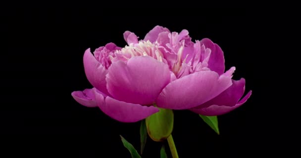 Timelapse de flor de peonía rosa floreciendo sobre fondo negro. Flor de peonía en flor abierta, de cerca. Fondo de la boda, Día de San Valentín. — Vídeo de stock