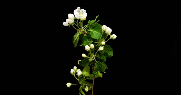 Close-up van de bloem bloeiende time lapse. Tak met bloeiende bloemen. — Stockvideo