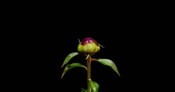 Timelapse di fiore di peonia rosa che fiorisce su sfondo nero. Fiore di peonia in fiore aperto, primo piano. Sullo sfondo del matrimonio, San Valentino. Macro girato del centro dello stame peonia, due video — Video Stock