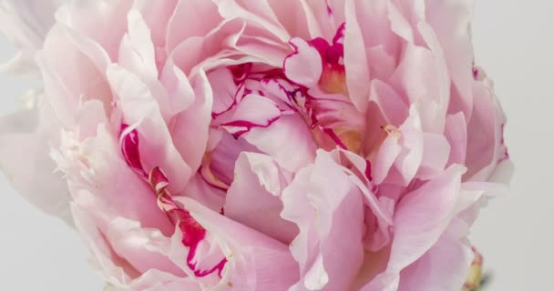 Peonía rosa floreciente sobre un fondo blanco, lapso de tiempo, primer plano . — Vídeo de stock