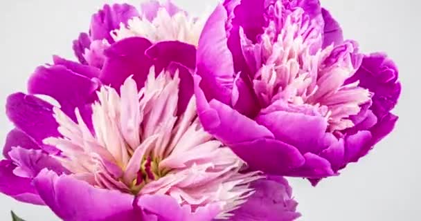 Букет розовых пионов, цветущих на белом фоне. Цветущие пионы распускают цветы крупным планом. Свадебный фон, День Святого Валентина. 4K UHD видео. — стоковое видео