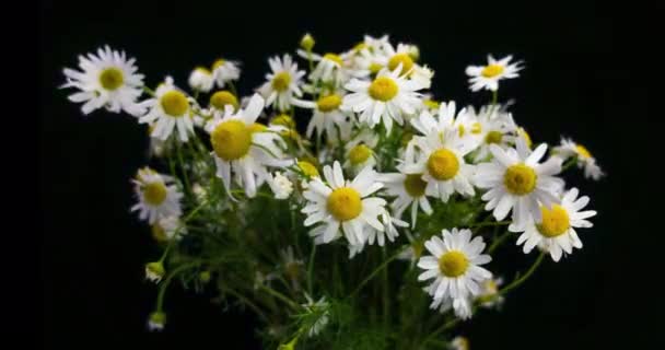 Fleurs de belles camomilles blanches. Un bouquet de marguerites. Gros plan. Camomilles d'été. Fleurs aux herbes. Camomilles en fleurs gros plan. — Video