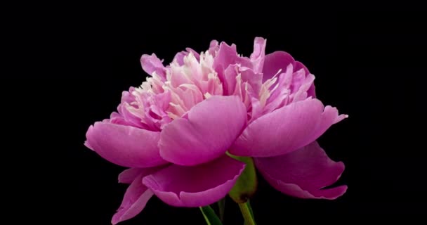 Rózsaszín bazsarózsa virág virágzik a fekete háttér. Virágzó bazsarózsa nyitva, közelről. Esküvői háttér, Valentin nap. Bazsarózsa állóképesség mozgása, alfa csatorna. — Stock videók