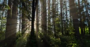 Yeşil Orman. Pine Trees Peri Ormanı. Ağaçlar. Ormanın içinde hareketlilik var. Yazın harika yeşil orman. Kamera sola doğru hareket ediyor, zaman aşımı 4K. Hiperlapse
