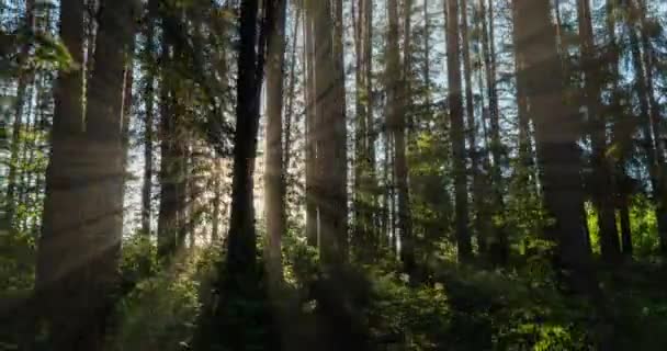 Green Forest. Forêt de fées des pins. Motif des arbres. Mouvement de la caméra dans la forêt. Magnifique forêt verte en été. Mouvement de la caméra vers la gauche, laps de temps 4k. Hyperlapsus — Video