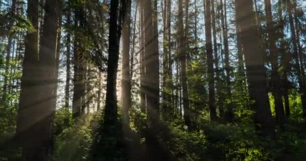 Foresta Verde. Foresta delle fate degli alberi di pino. Schema degli alberi. Movimento telecamera all'interno della foresta. Splendida foresta verde in estate. Movimento della fotocamera a sinistra, lasso di tempo 4k. Iperlasso — Video Stock