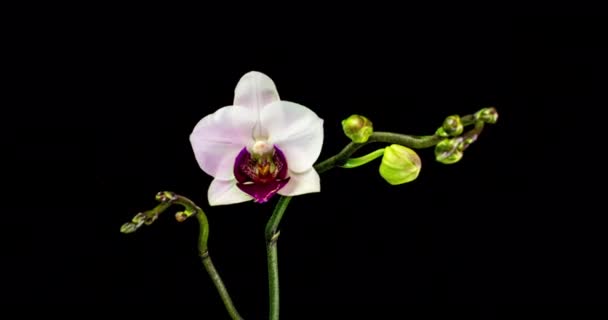 Time-lapse de apertura de tres flores de orquídea 4K sobre fondo negro — Vídeo de stock