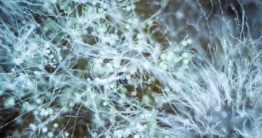 Küflenmiş Zygomycota büyüme süresi ekmek, süper makro çekim, hayatın başlangıcı konsepti, bilimsel ve eğitim içeriği 4k