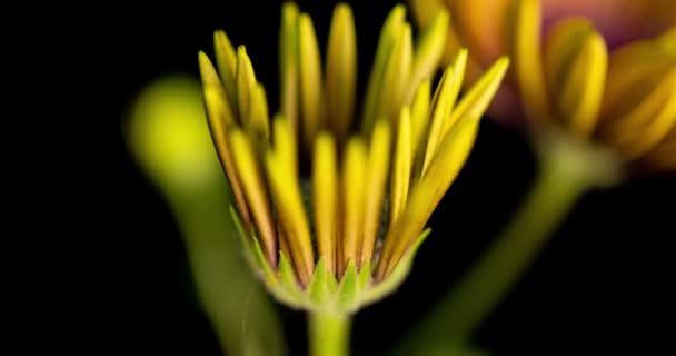 Gatzania цветок время истекло, макросъемка на черном фоне — стоковое видео