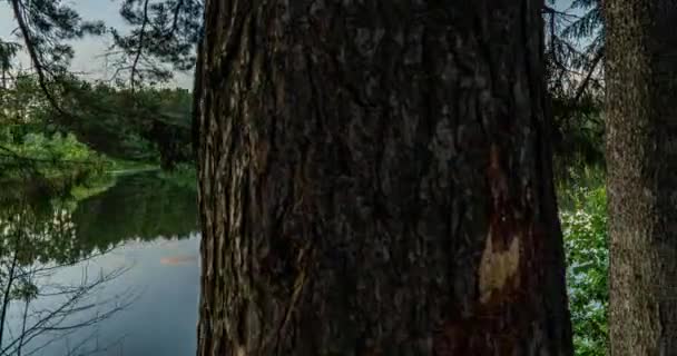 Grünwald. Kiefern. Kamerabewegung im Wald. Herrlich grüner Wald über dem See im Sommer. Kamerabewegung nach rechts, Zeitraffer 4k. Hyperlapse. — Stockvideo