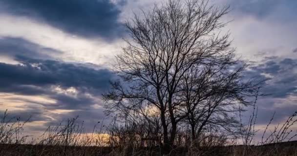 Плавний рух камери між гілками дерев. Вечірнє сонце крізь блакитні хмари, проміжок часу, гіперпереключення. Красивий пейзаж — стокове відео