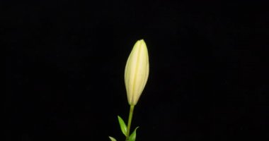 Güzel beyaz nilüfer çiçeği tomurcuğu çiçek açan zaman dilimi, aşırı yakın çekim. Taze Lilly 'nin açılış sahnesinin zaman aşımı. Siyah arkaplanda izole.